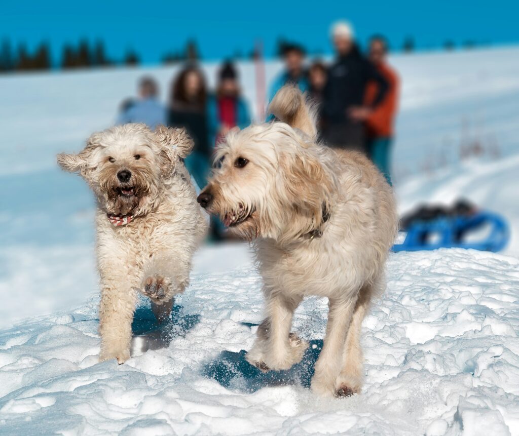 Dog-Friendly Winter Events in the Boston, MA Area