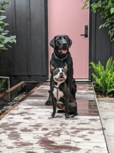 Why Neutral Territory Matters When Introducing Dogs