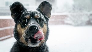 Keeping Your Dog Calm During Snowstorms