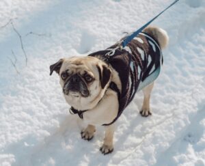 Keeping Your Dog Calm During Snowstorms