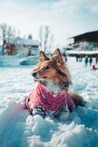 Dog-Friendly Winter Events in the Boston, MA Area