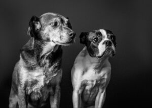 Emotional Changes in Aging Dogs