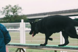 Why Distance Helps Dogs Ignore Other Dogs