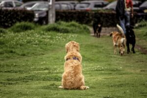 Overexcitement Can Signal a Lack of Training