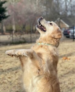 Rewarding Calm Instead of Excitement