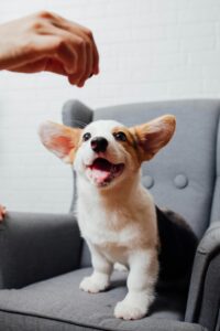 5 Essential Skills Every Puppy Should Learn