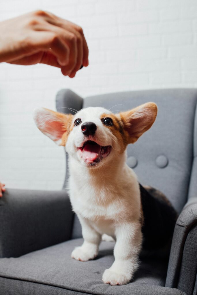 5 Essential Skills Every Puppy Should Learn