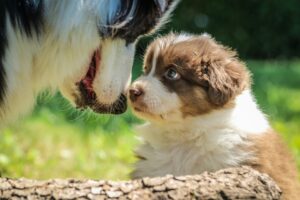 5 Essential Skills Every Puppy Should Learn