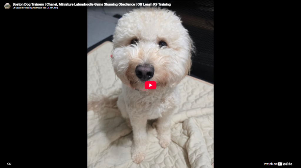 Chanel the Mini Labradoodle during obedience training in Boston, MA