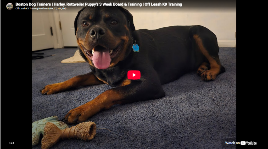 Harley the Rottweiler puppy during board and train in Boston, MA