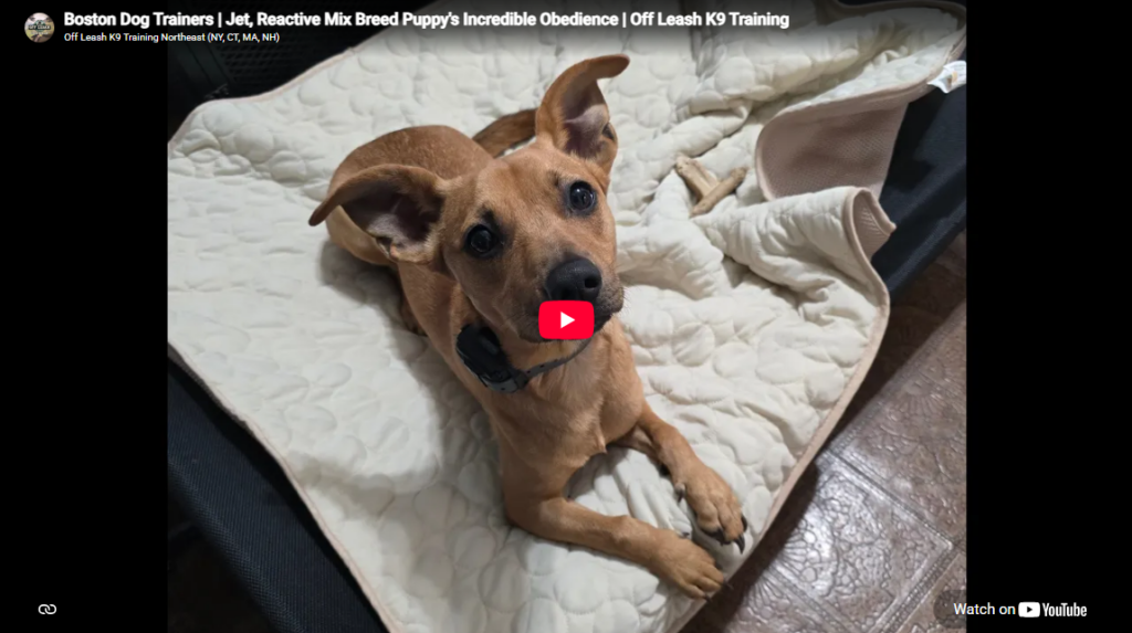 Jet the rescued mixed-breed dog during obedience training in Boston, MA