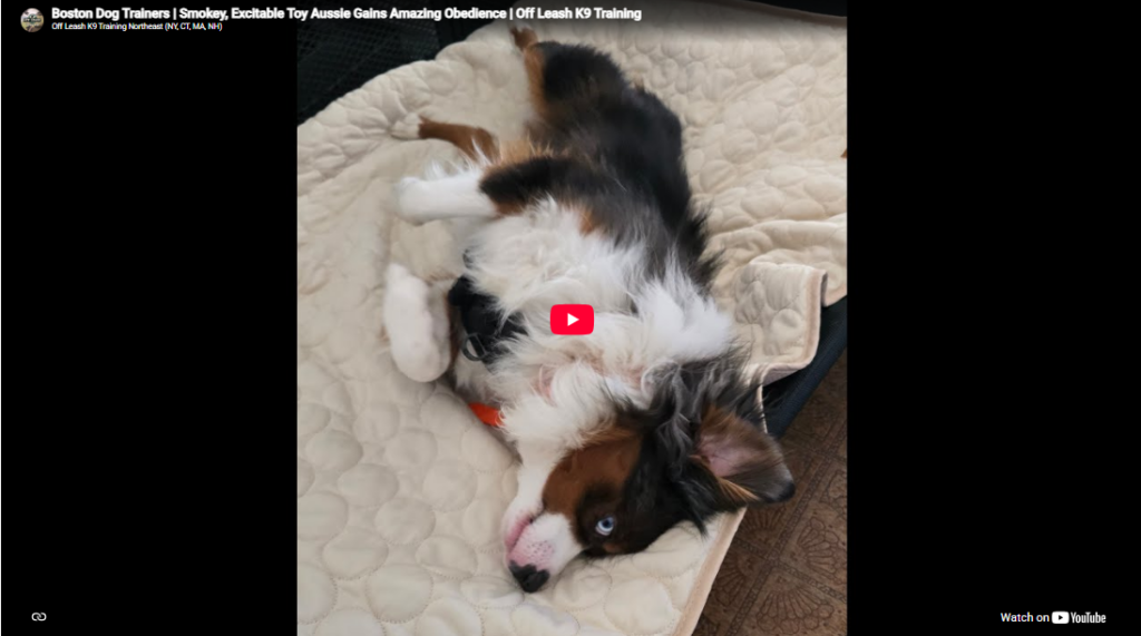 Smokey the Mini Australian Shepherd during obedience training in Boston, MA