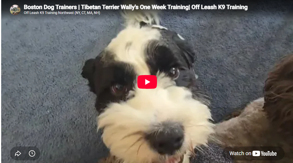 Wally the Tibetan Terrier during obedience training in Boston, MA