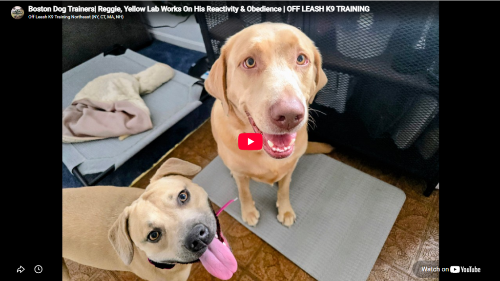 Reggie the Yellow Lab during leash reactivity training in Boston, MA